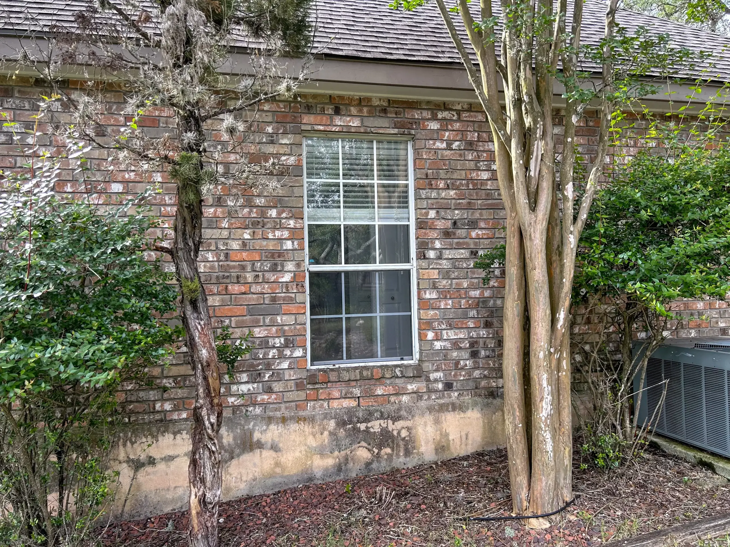 Old window on a brick house with overgrown trees partially obscuring the view in San Antonio.